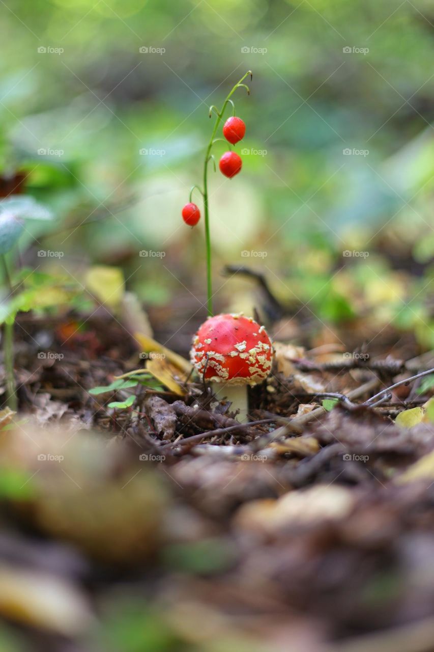 A small fresh fly agaric with a red cap grew in the middle of dry forest foliage. a small twig with red berries grows next to a poisonous fungus