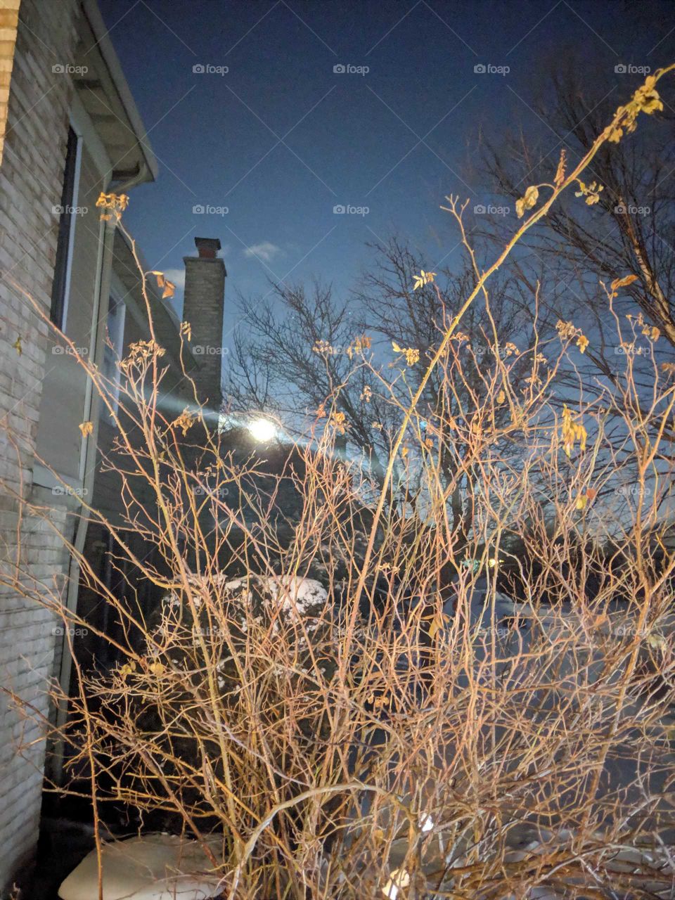 Moon Through the Thicket