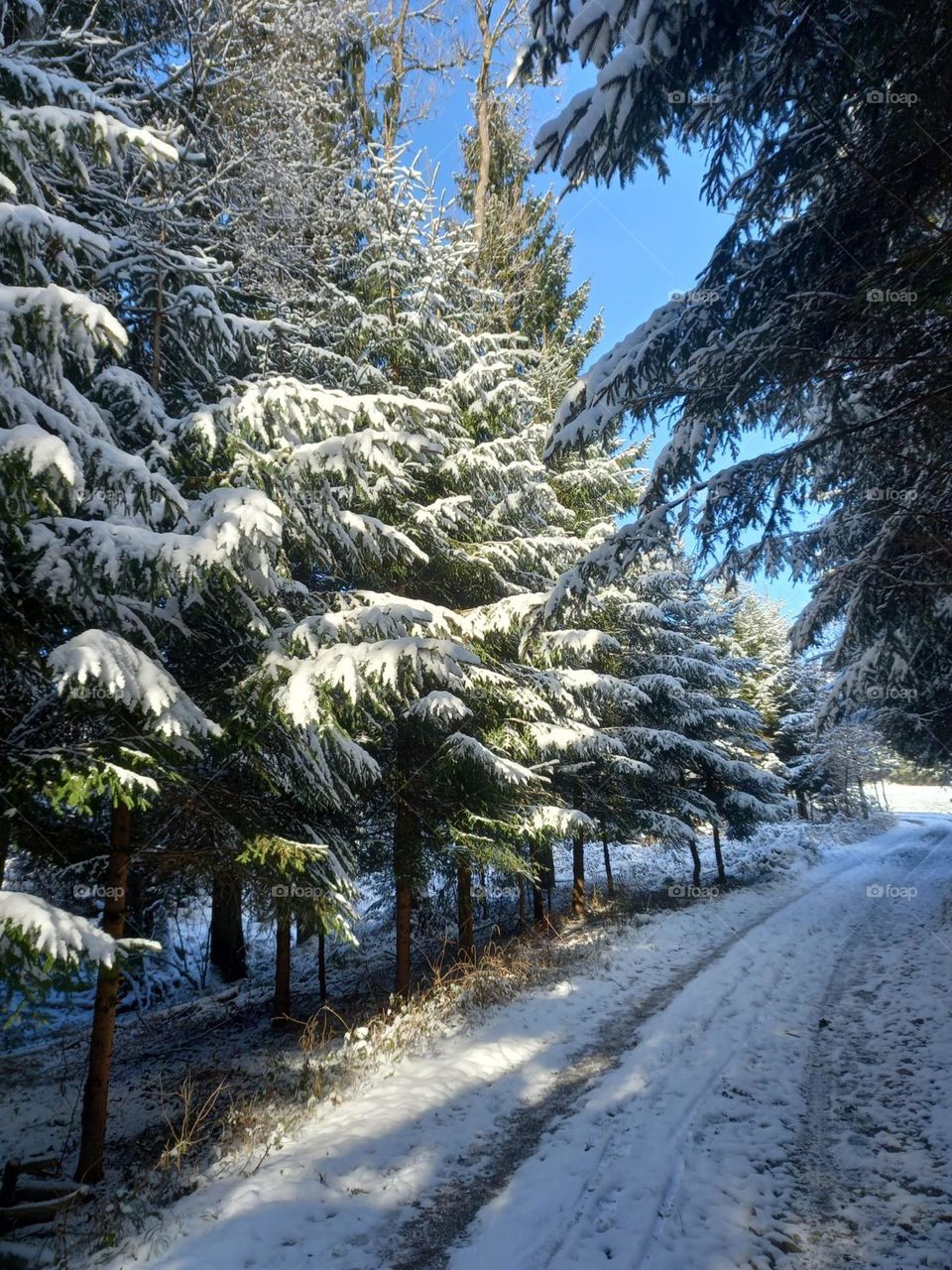A Trail in Winter Wonderland