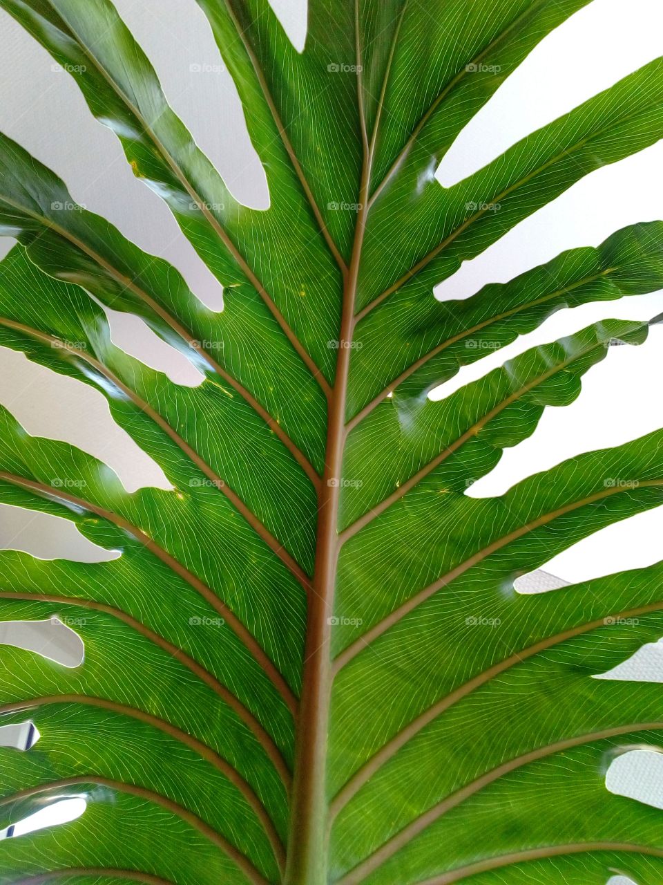 green leaves background and beautiful color