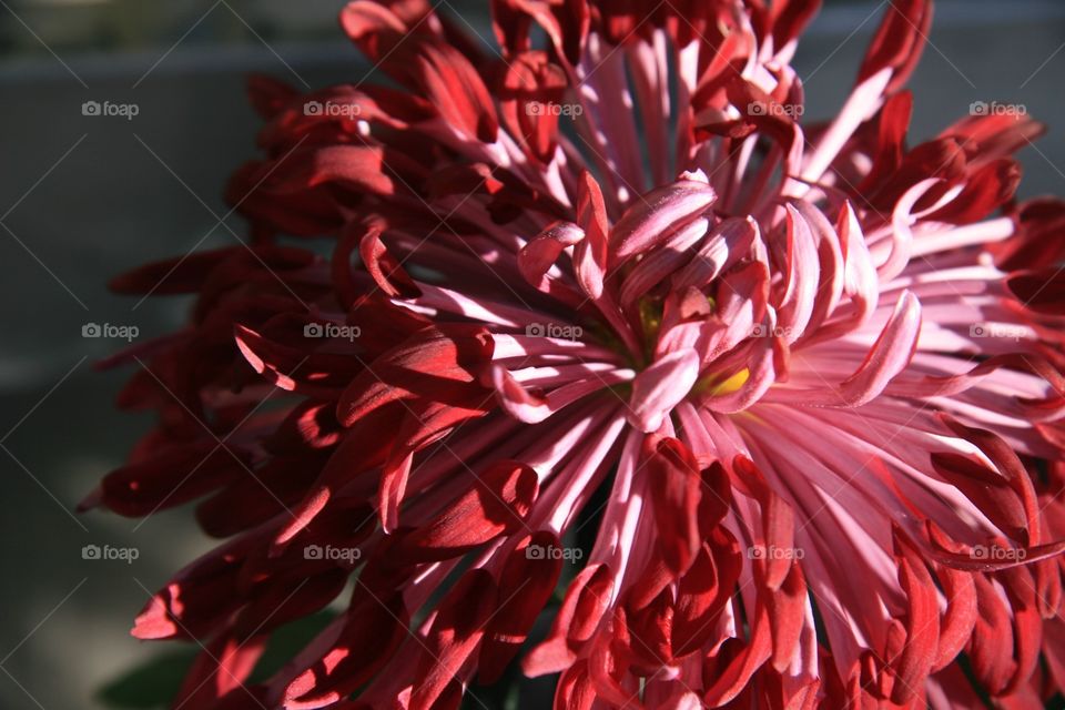 Chrysanthemum, pink, red 