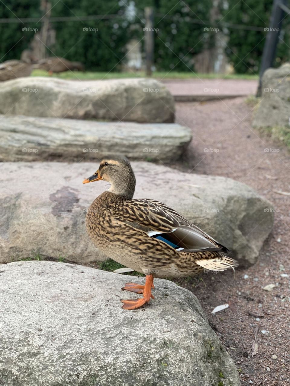 Duck resting peacefully on a stone by the water