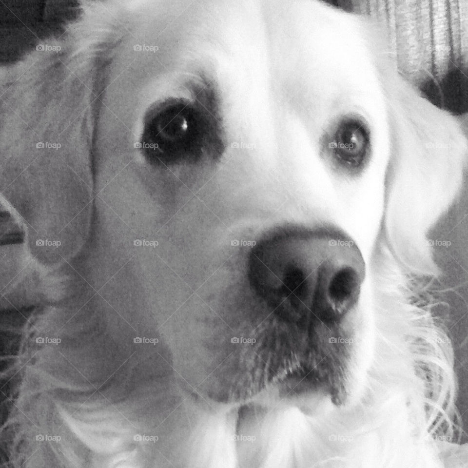 pretty grey dog cute by Zita