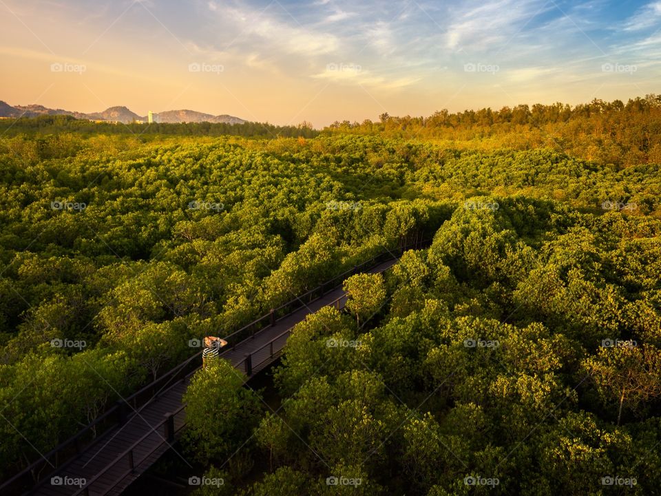 Mangrove trees at Pranburi National Forest Park, Thailand.