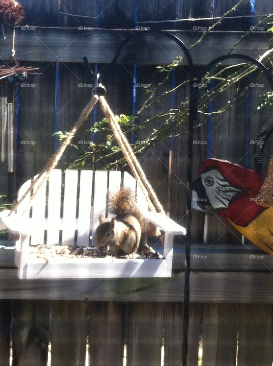 Squirrel raiding bird feeder
