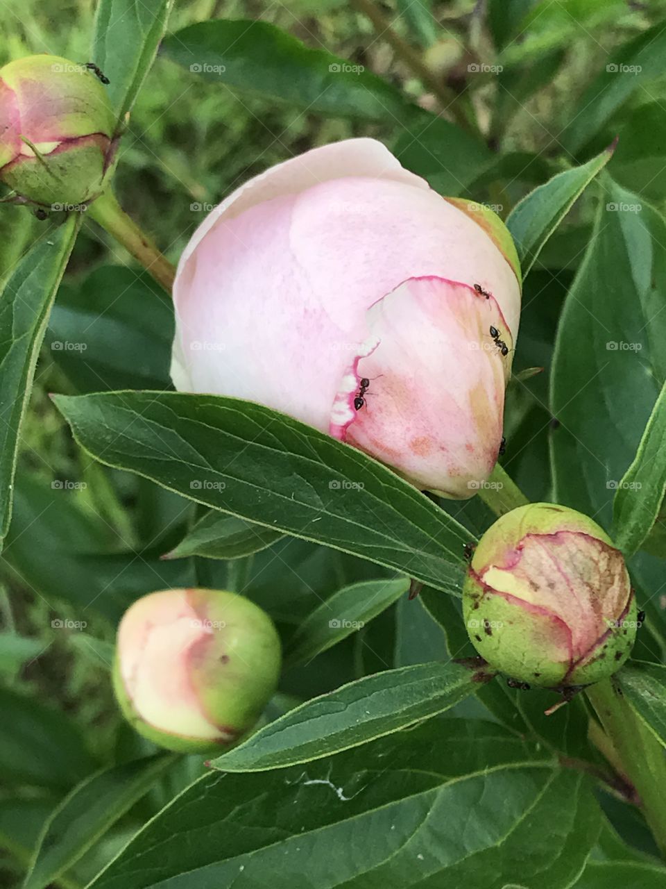 Peonies Opening Up