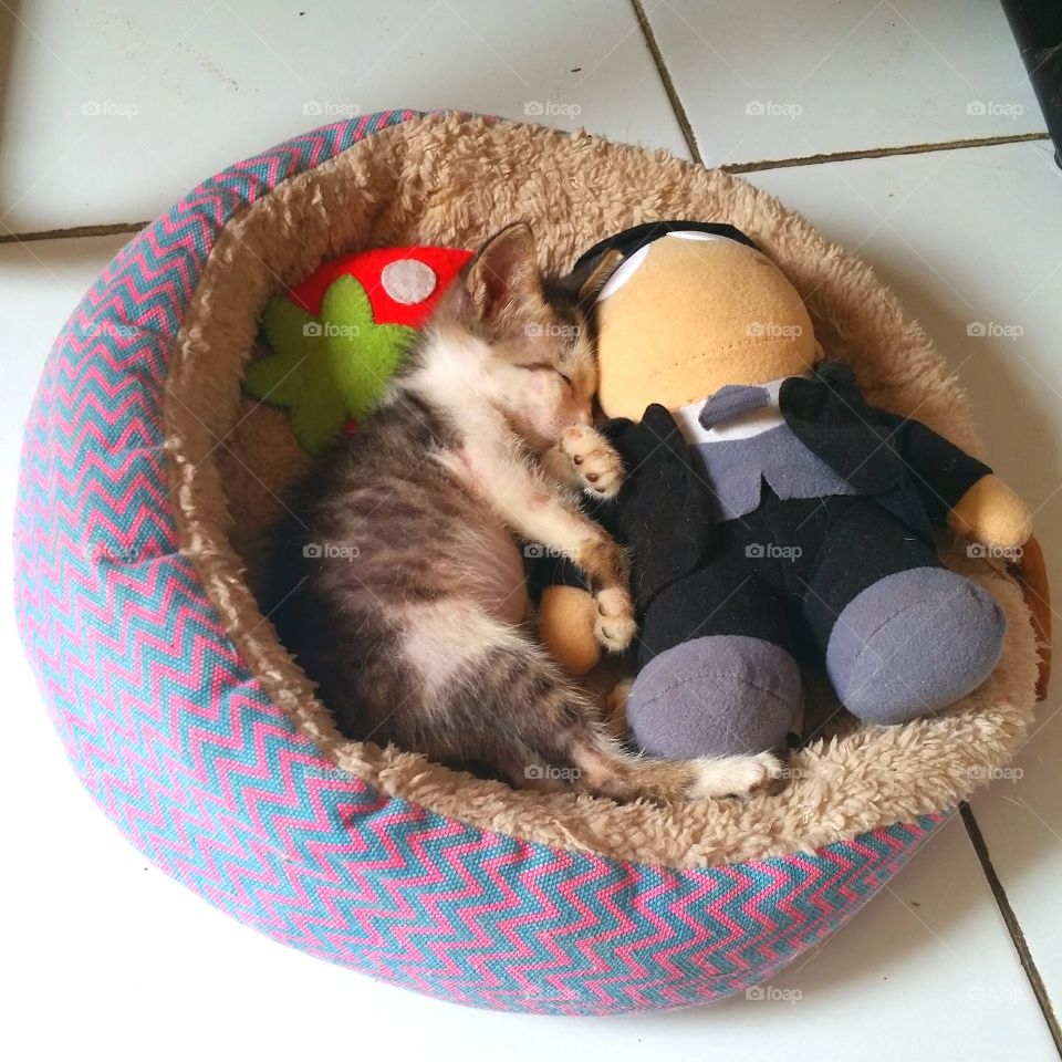 A male kitten and his toys sleeping in his cat bed
