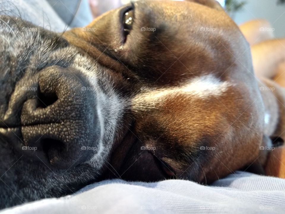 sleepy boxer