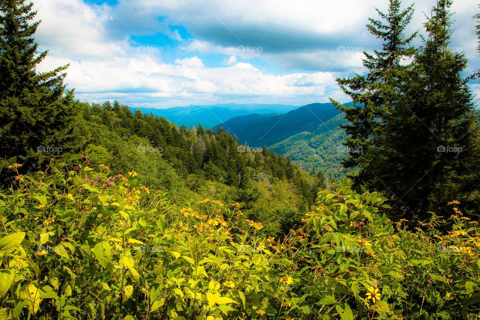 Smoky Mountain Overlook