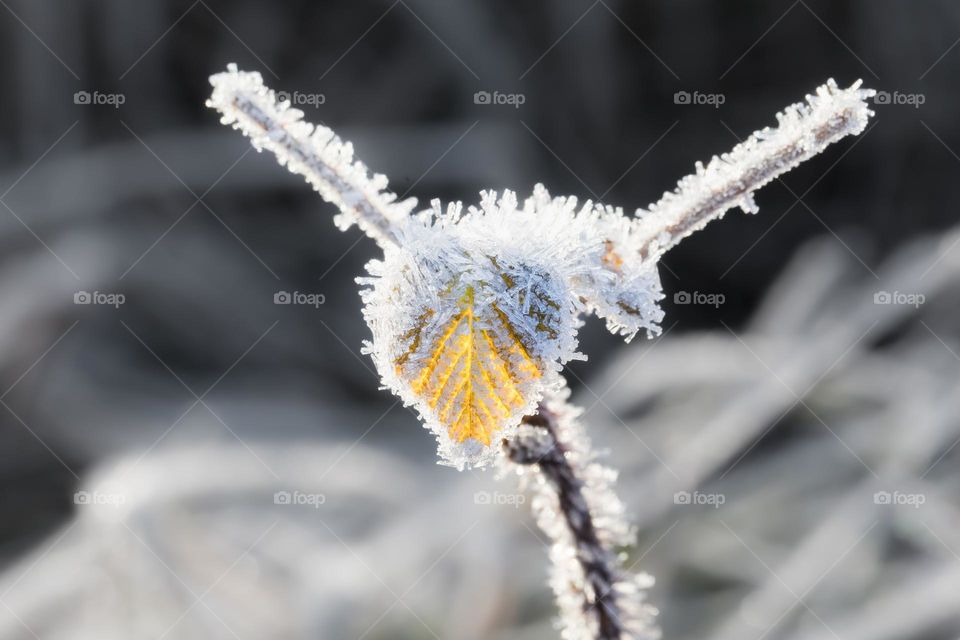 Closeup of leaf and branches covered with beautiful white frost on a cold winter day 