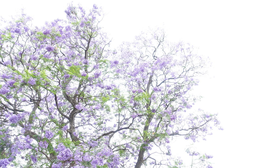 Jacaranda trees where purple flowers are blooming.
