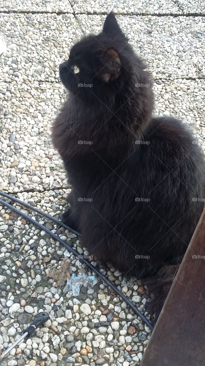 cat to sit in the backyard the netherlands
