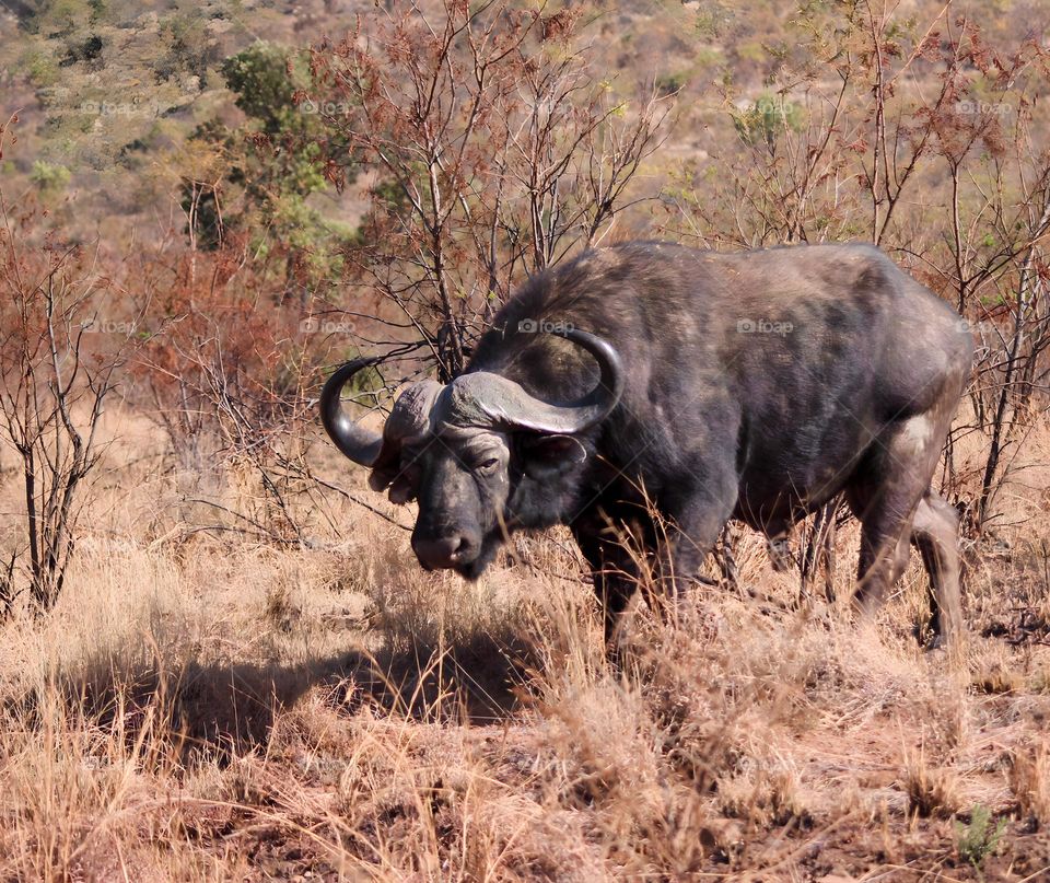 Buffalo stare down while walking through the bush