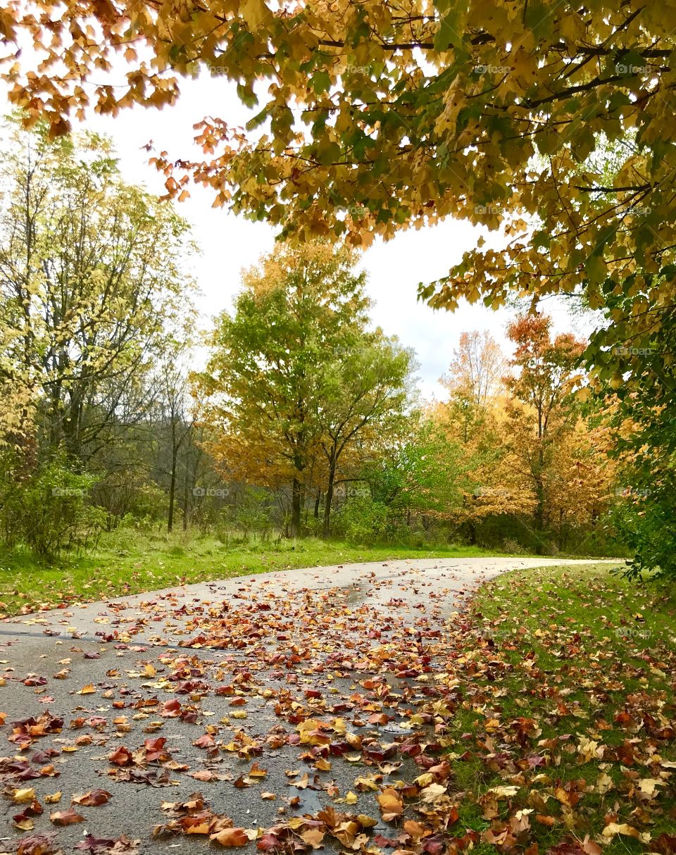Oak leaf trail in the autumn 