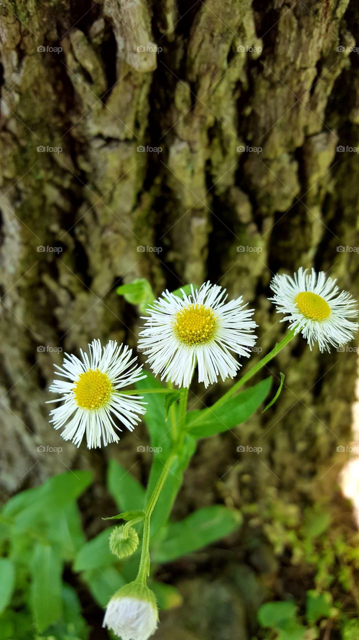 woodsy flowers