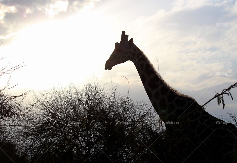 Wild giraffe in silhouette