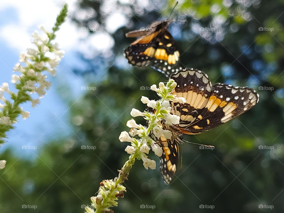 Sunflower patch butterflies.  One on sweet almond verbena cluster flowers and the other in the background in flight in the air.