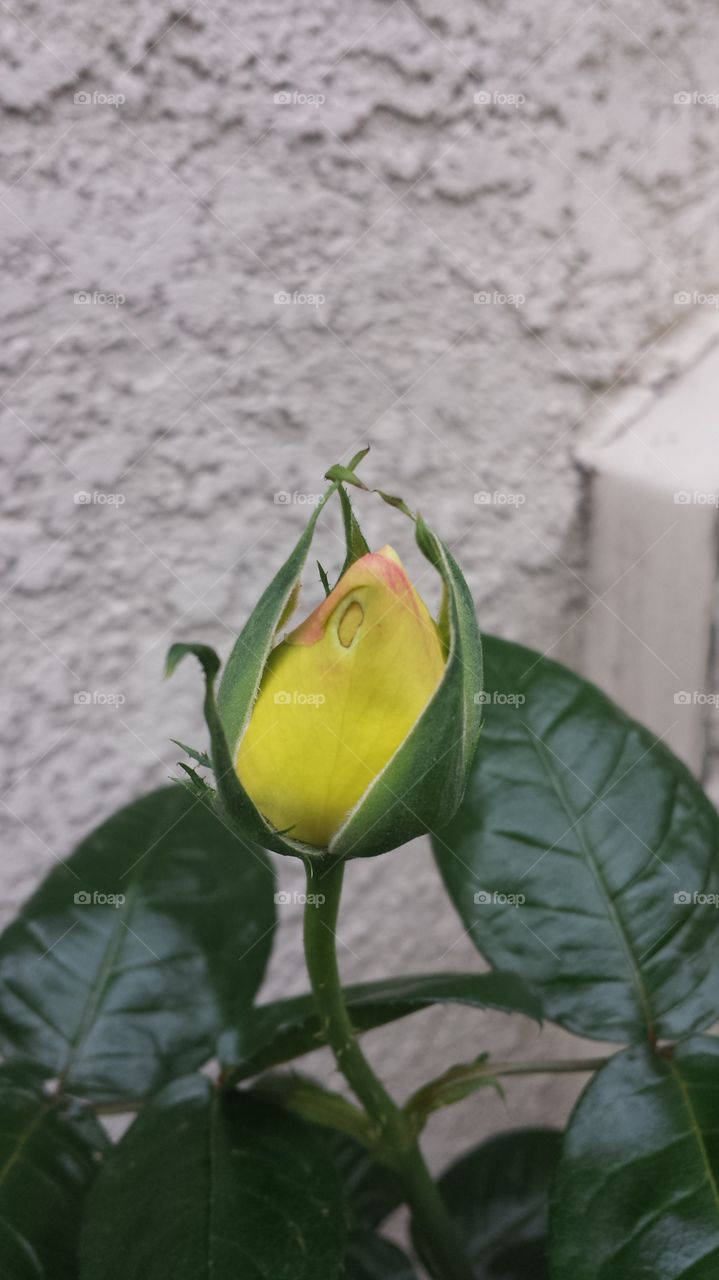 Nature, No Person, Leaf, Outdoors, Flora