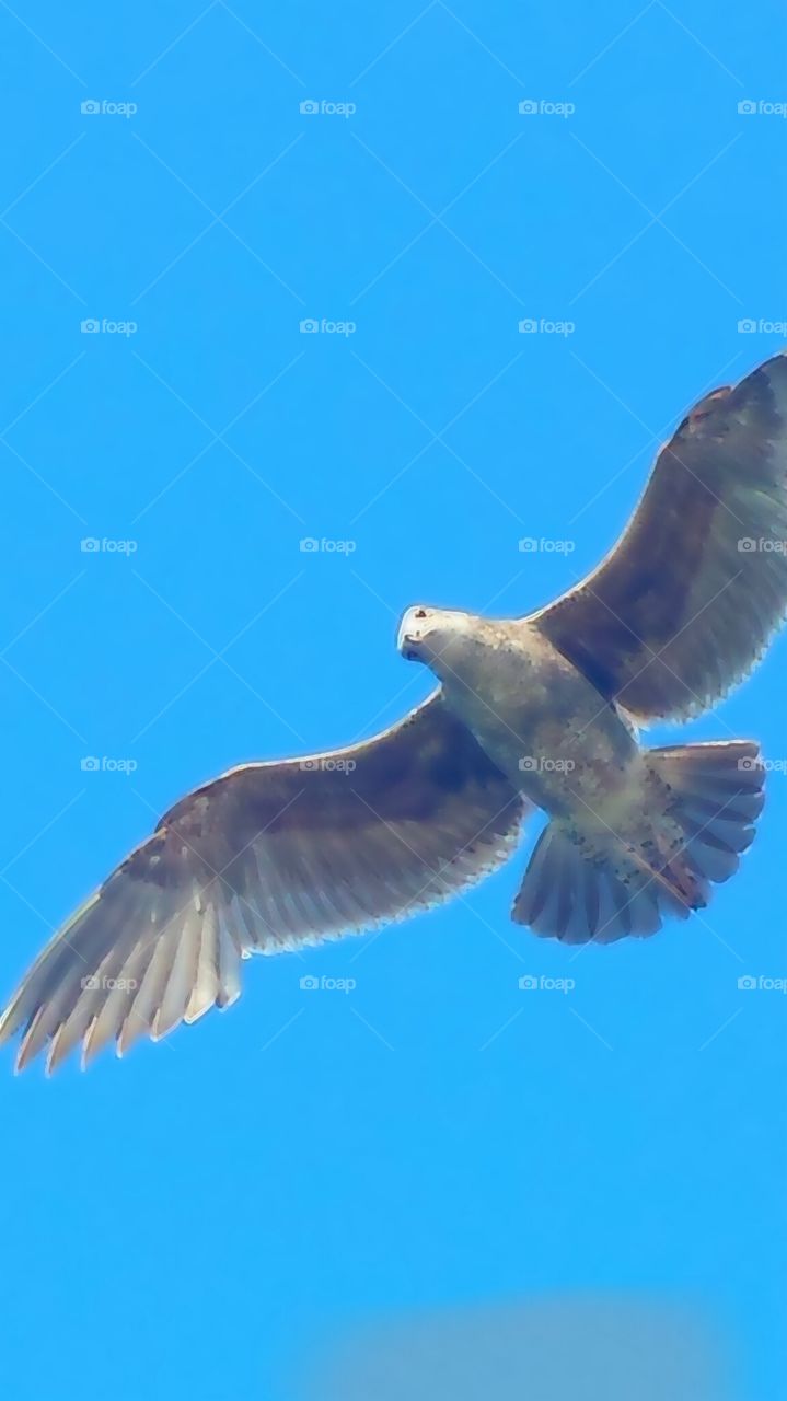 "Seagull In Flight". Seagull flying over the Oceanside pier. 