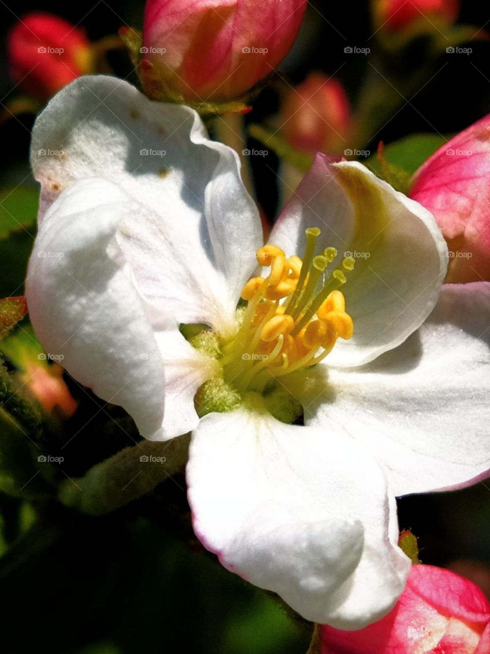 Minimalism.  White cherry blossom