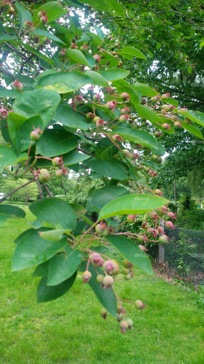 spring. flowers. beauty