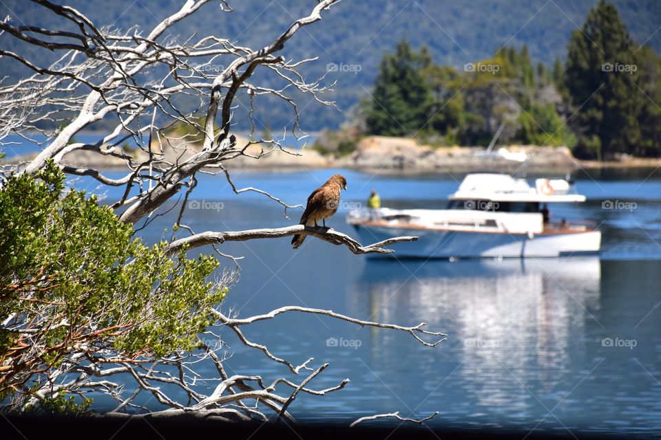 Wonderfull lakeside view of a Bird standing on a brench at Nahuel Huapi Park argentina