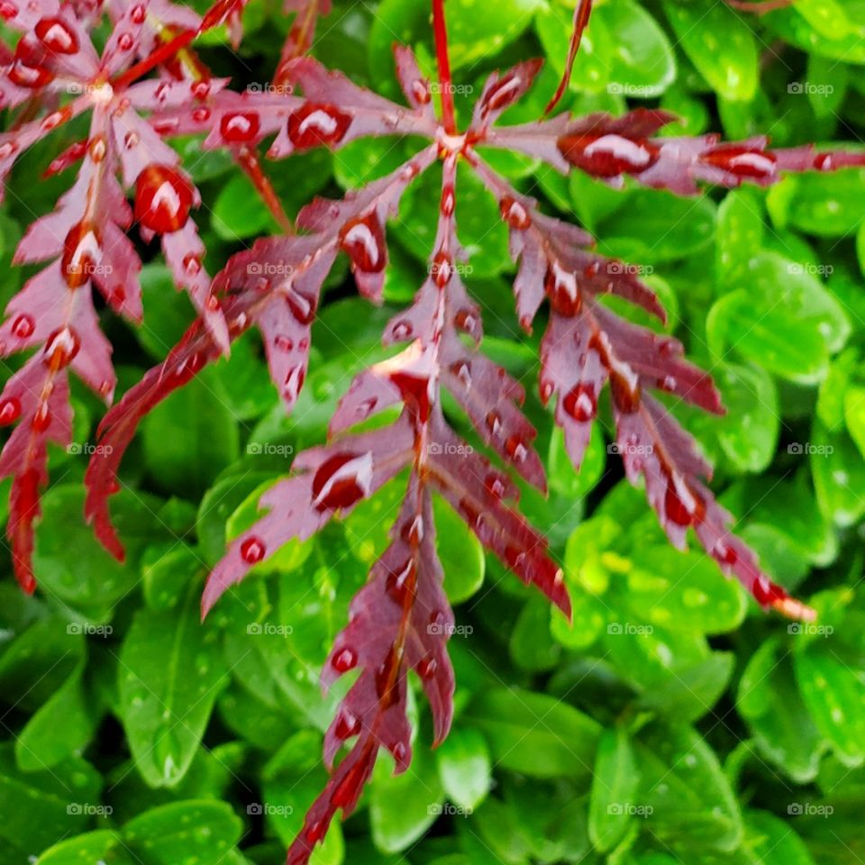Red Maple Leaves Water Droplets
