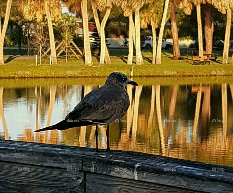 Park bird