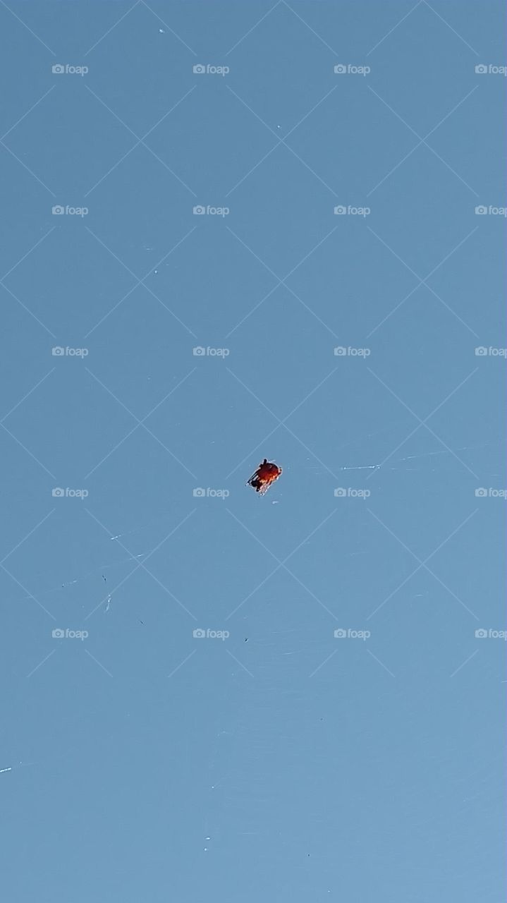 Flight, Sky, Airplane, Aircraft, Action