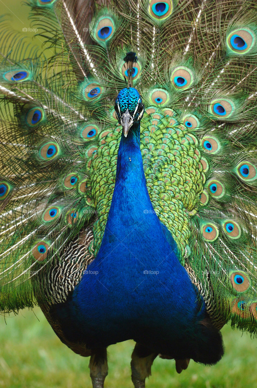 Peacock