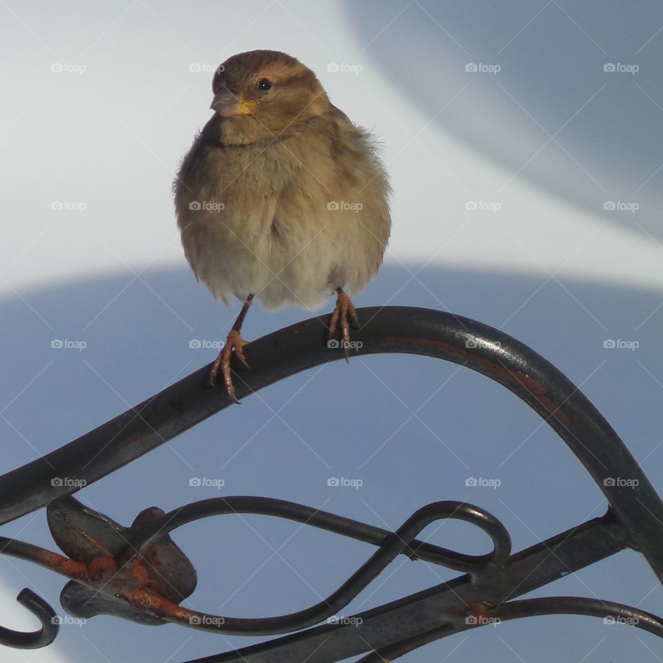 Close-up of sparrow perching on metal
