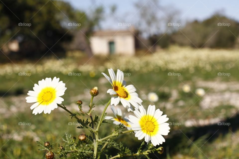 Little House garden