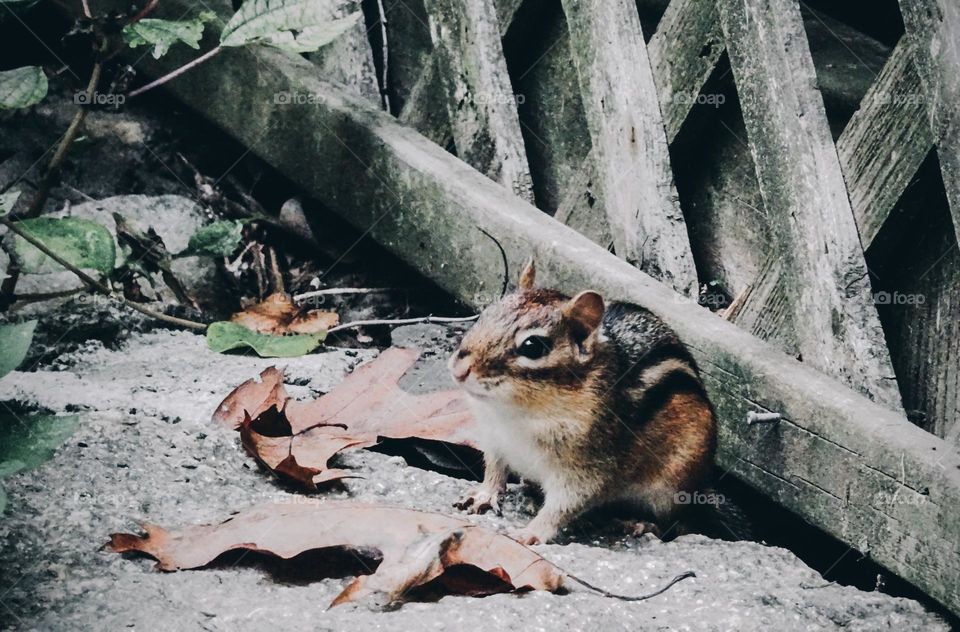 Cute chipmunk 