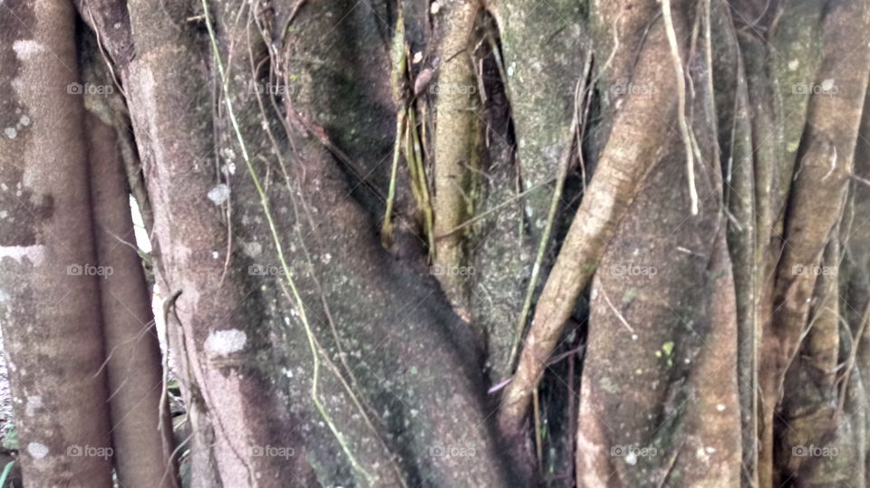 TRONCOS TRONCO ÁRVORE