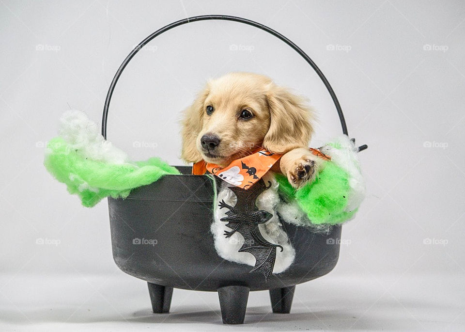 Remy the Champagne Dachshund gets comfortable in a witches cauldron