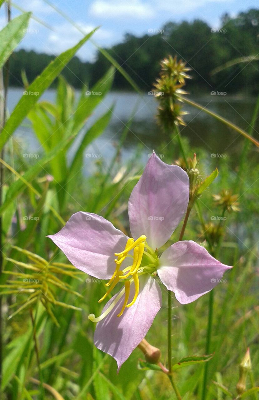 macro pink flora