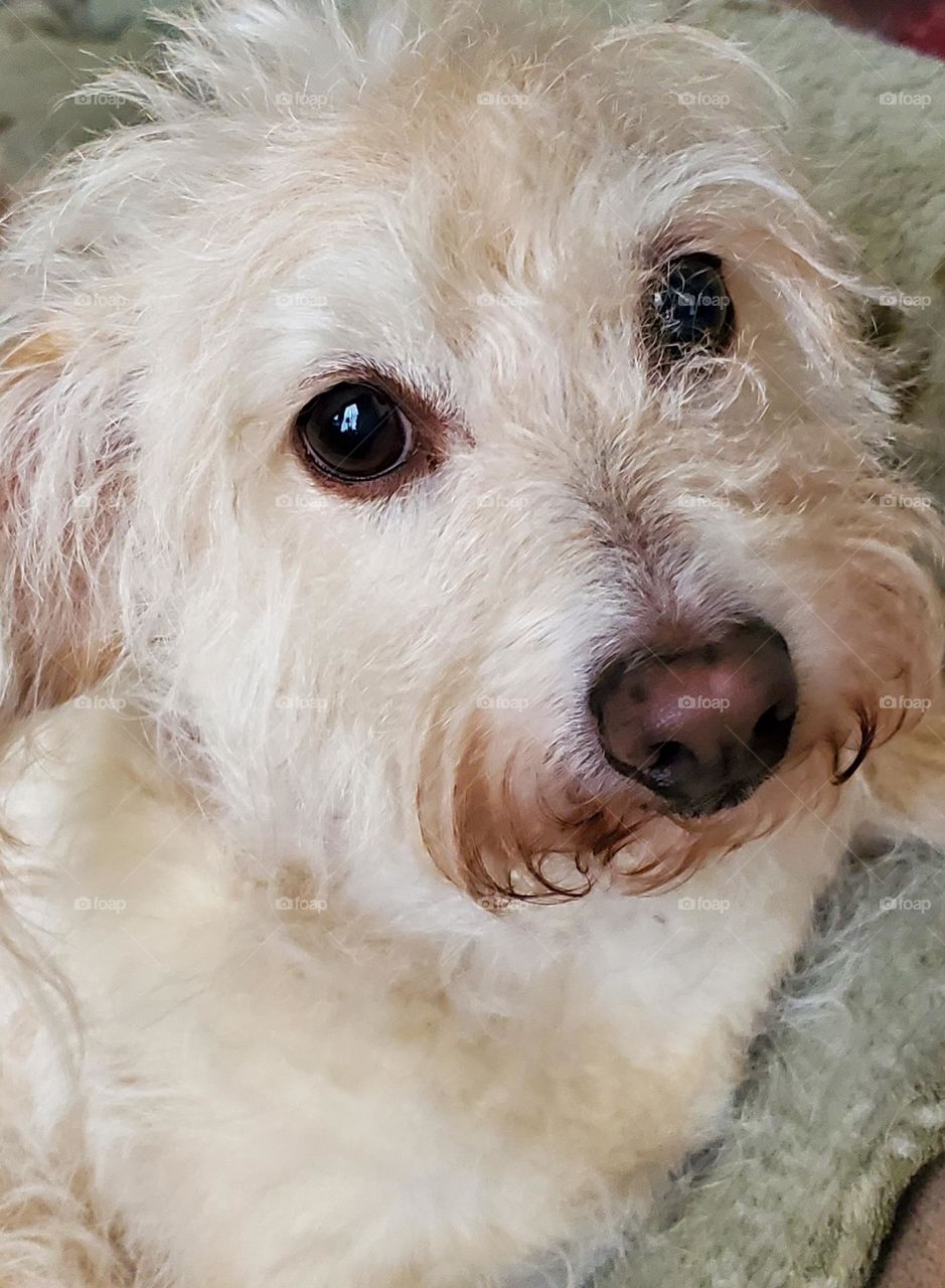 My Little Dog Skipper