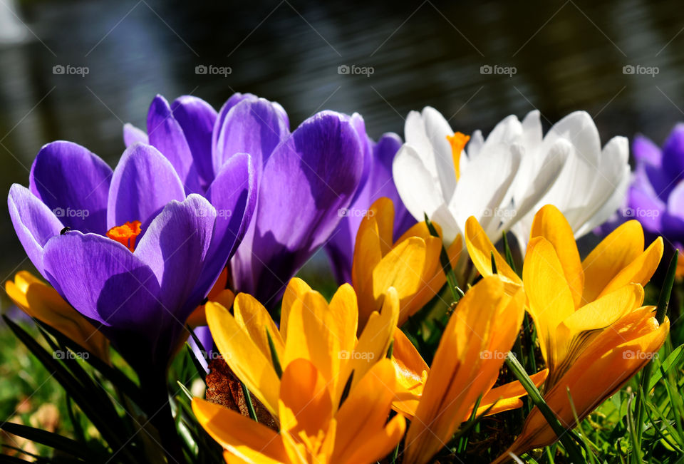 Crocus at Luxembourg park