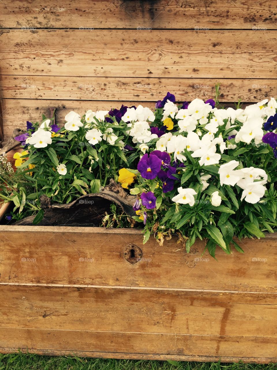Chest of flowers. Wooden chest of different coloured flowers. 