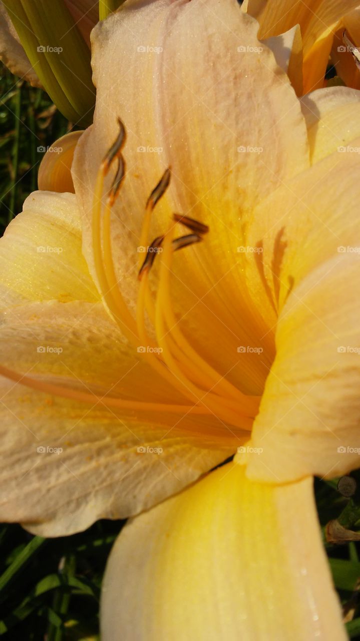 No Person, Nature, Flower, Flora, Leaf