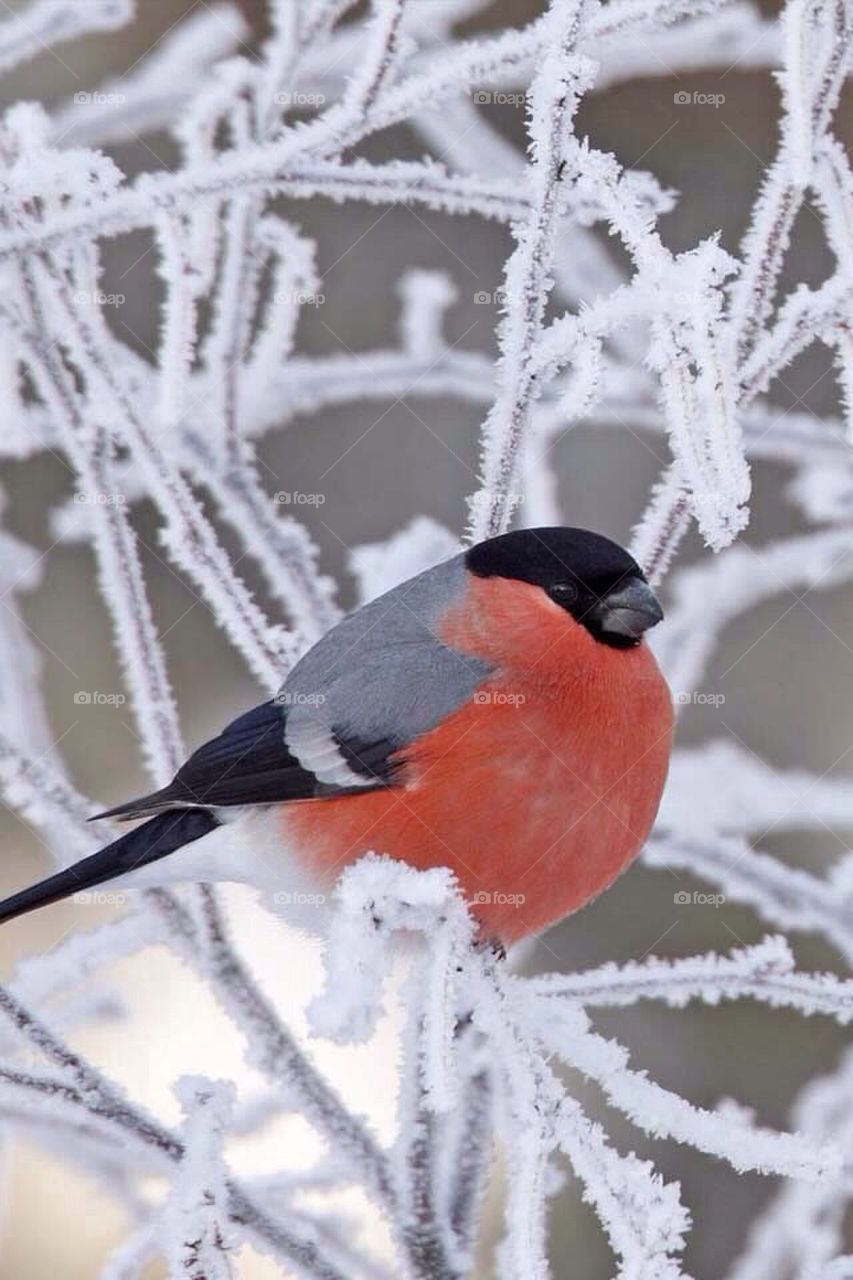 Humam.alhealy@yahoo.com