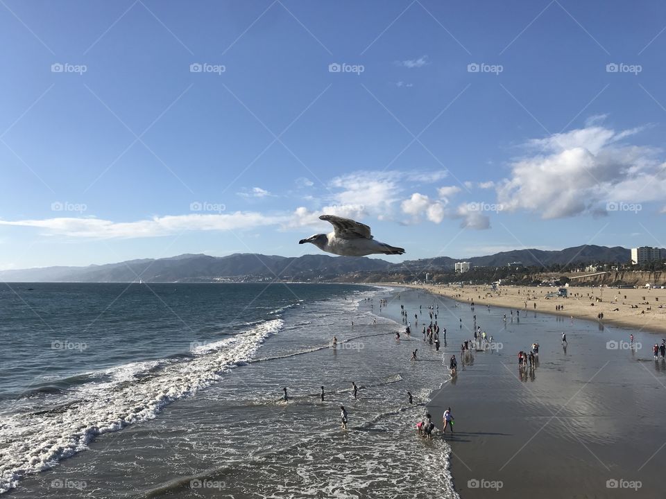 Seagull Flies by Santa Monica Pier 