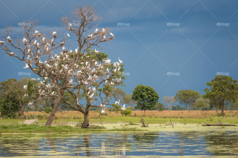 Ninhal de garças no pantanal 