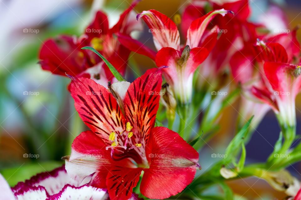 Red Flowers 