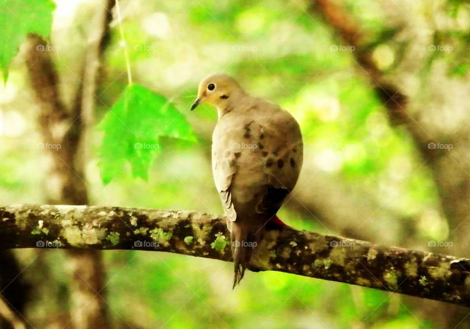 Turtle Dove