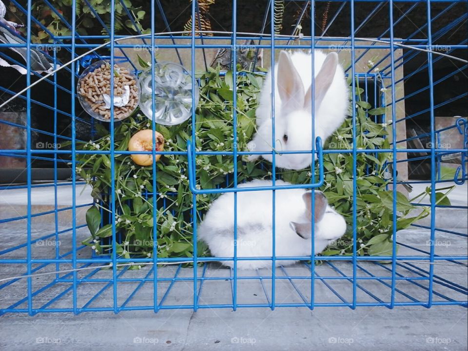 my rabbits 😍😘