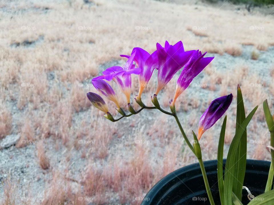 Purple flowers against background of dry grass.