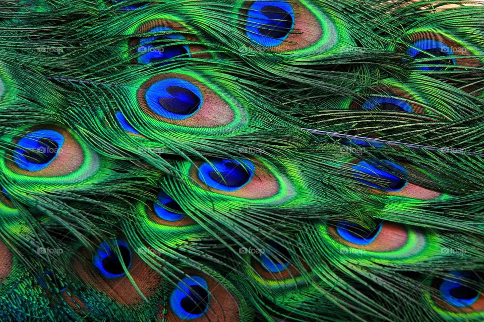 Peacock feathers detail close up