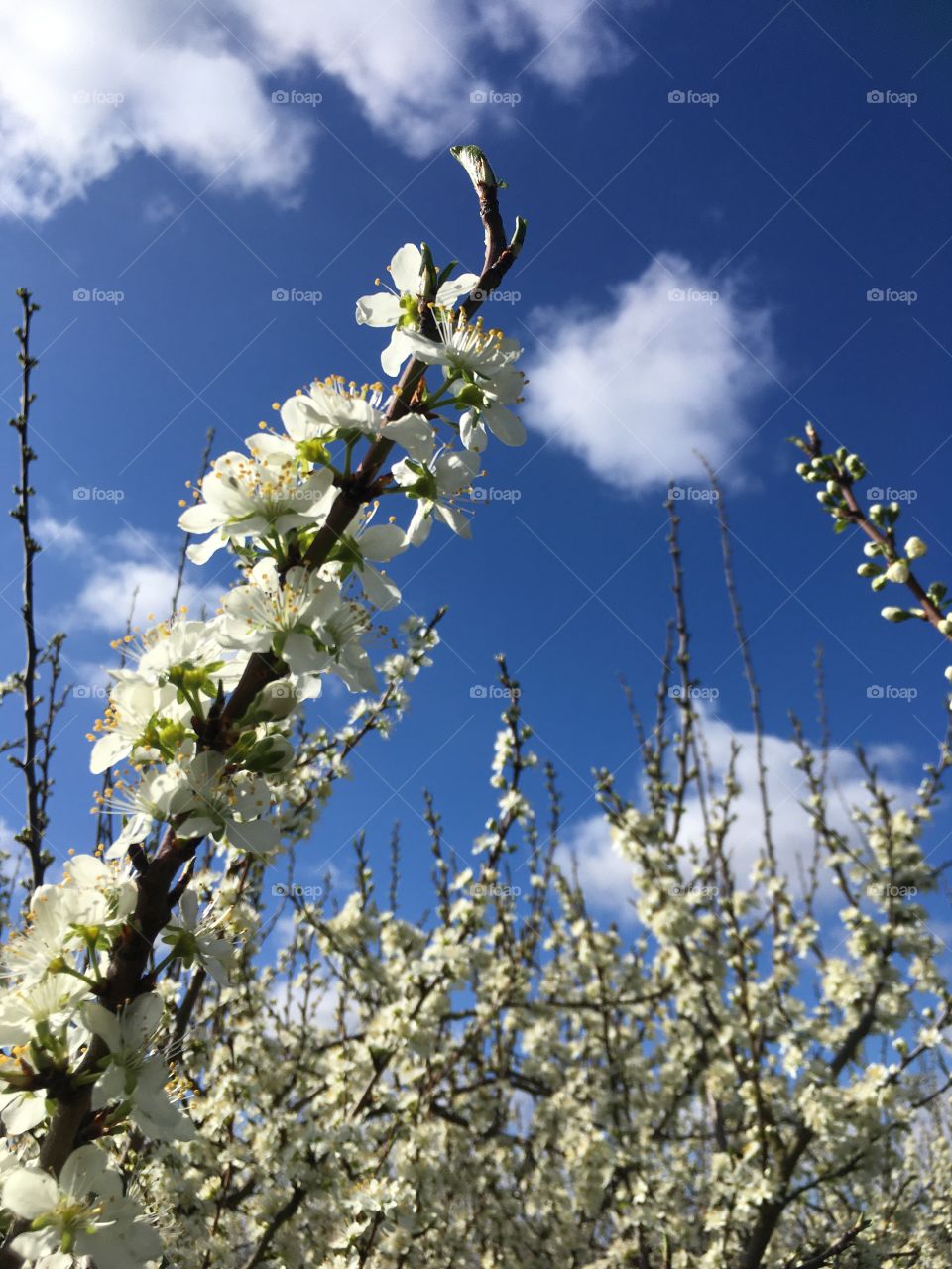 Blossom and candy floss clouds. Spring is here and with that comes hope for beautiful new beginnings...