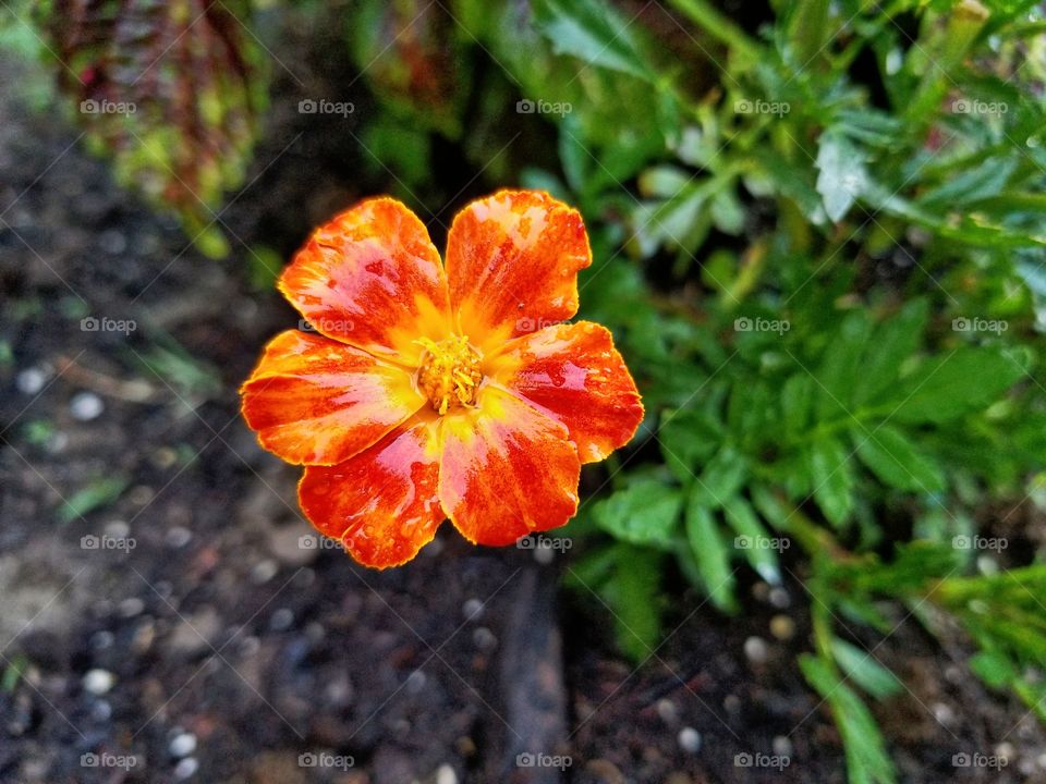 flower after the storm